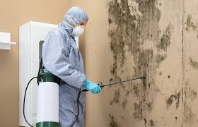 Best Attic Mold Removal  in Meridianville, AL